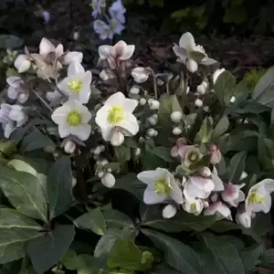 Helleborus 'HGC Snow Dance' 4.5L - image 1