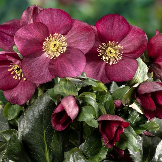 Helleborus 'HGC Winter Ballet Cozy Red'