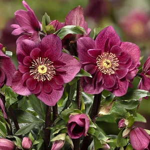 Helleborus 'HGC Winter Ballet Frilly Ruby'