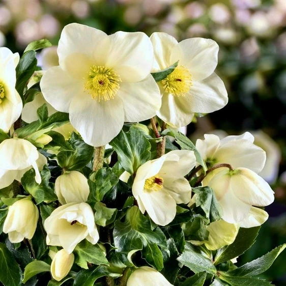 Helleborus 'HGC Winter Ballet Honey'