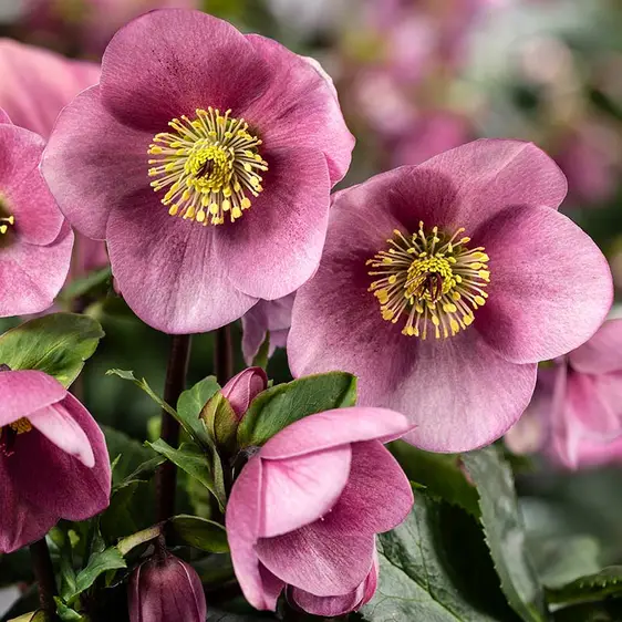 Helleborus 'HGC Winter Ballet Kacy'