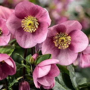 Helleborus 'HGC Winter Ballet Kacy'