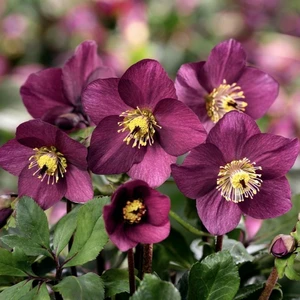 Helleborus 'HGC Winter Ballet Karli'