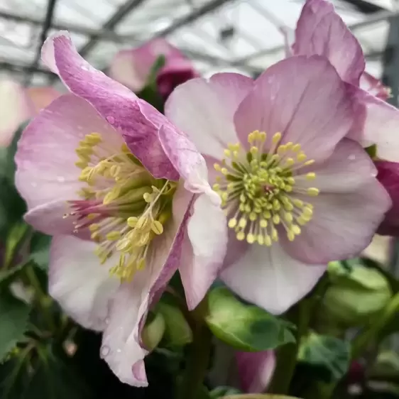 Helleborus 'HGC Winter Ballet Katie' - image 2