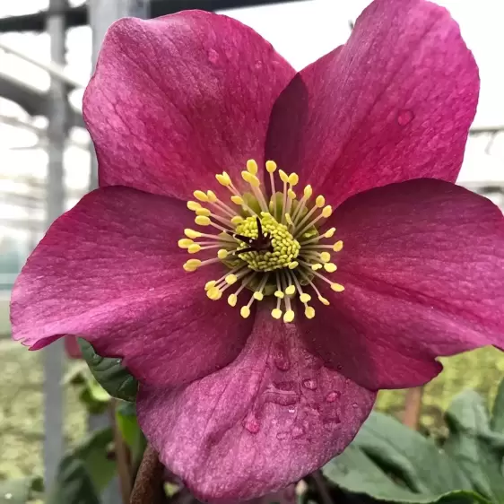 Helleborus 'HGC Winter Ballet Leona'