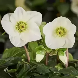 Helleborus 'HGC Winter Ballet Linda' - image 2