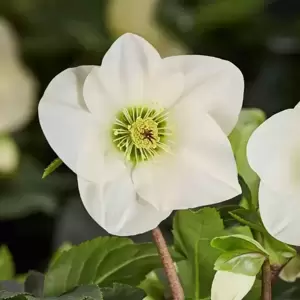 Helleborus 'HGC Winter Ballet Linda' - image 1