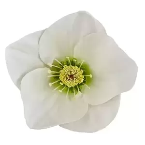 Helleborus 'HGC Winter Ballet Linda' - image 3