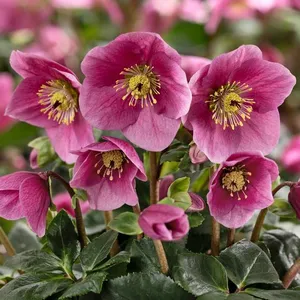 Helleborus 'HGC Winter Ballet Lulu'