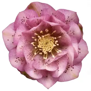 Helleborus 'Larissa'