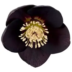 Helleborus 'Naomi'