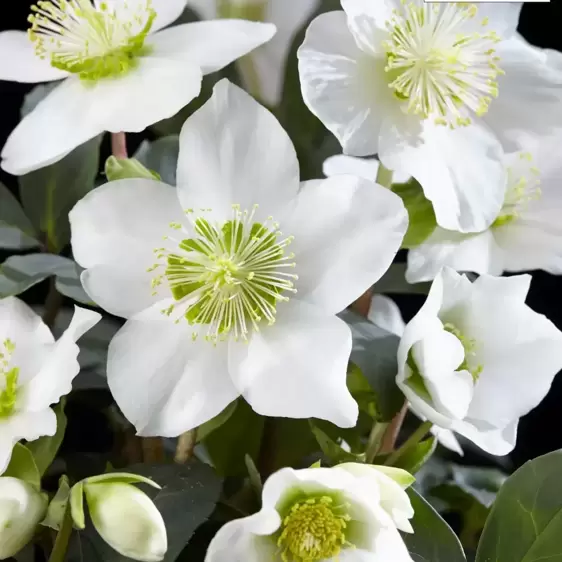 Helleborus niger 'Christmas Carol' 12cm - image 2