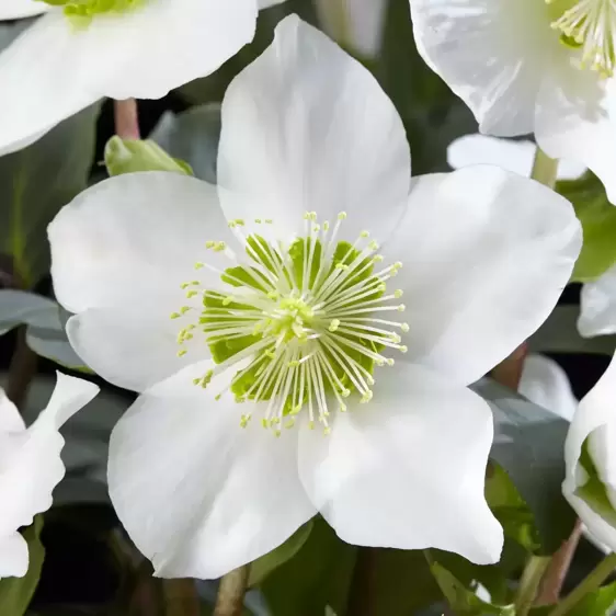 Helleborus niger 'Christmas Carol' 12cm - image 1