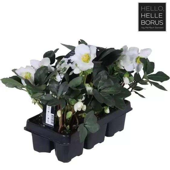 Helleborus niger 'Christmas Carol' 6 Pack - image 2