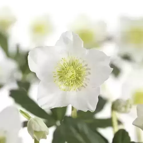 Helleborus Niger 'mont Blanc' - Cowell's Garden Centre 