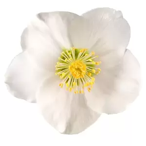 Helleborus niger 'Shining Star'