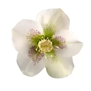 Helleborus orientalis 'Claudia'