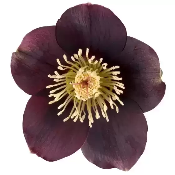 Helleborus orientalis 'Lucy'