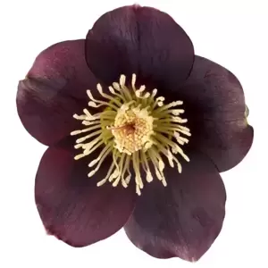 Helleborus orientalis 'Lucy'