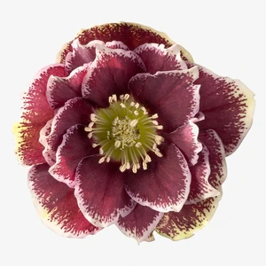 Helleborus orientalis 'Rubina'