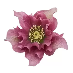 Helleborus orientalis 'ViV Mirabella' - image 1