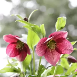 Helleborus orientalis 'ViV Victoria' 3L - image 2