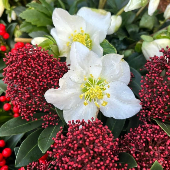 Helleborus niger 'Snow Sparkle'