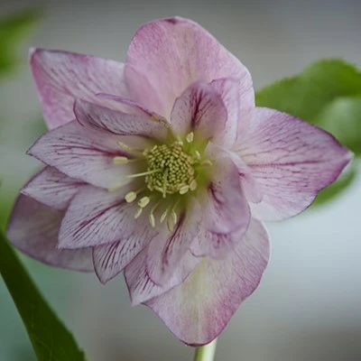 Helleborus orientalis 'ViV Alessia'