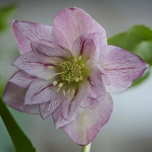 Helleborus 'ViV Alessia'