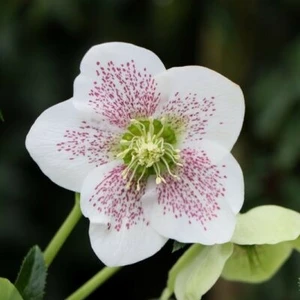 Helleborus orientalis 'ViV Alma'