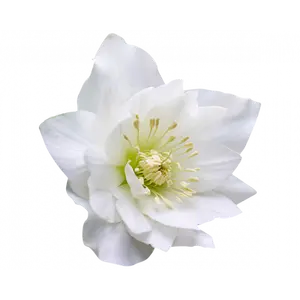 Helleborus 'ViV Amalia'