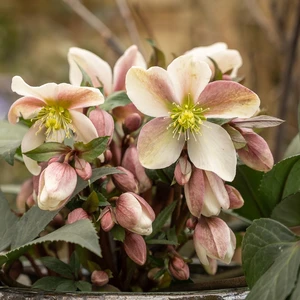 Helleborus 'ViV Annelina'