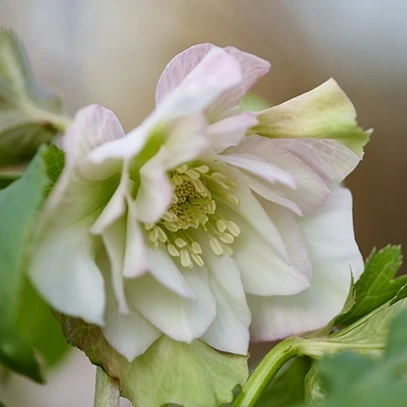 Helleborus orientalis 'ViV Benedetta'