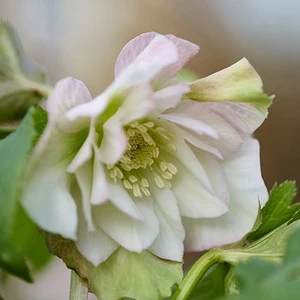 Helleborus orientalis 'ViV Benedetta'