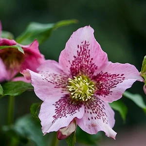 Helleborus orientalis 'ViV Celestina'