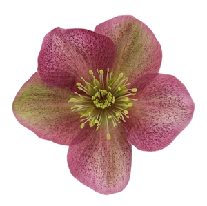 Helleborus 'ViV Chiara'