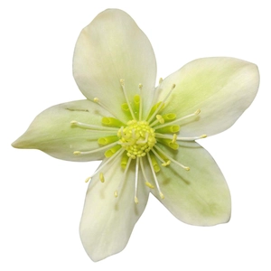 Helleborus 'ViV Clara'