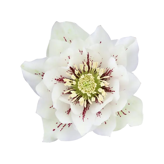 Helleborus orientalis 'ViV Dorisa' 3L