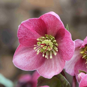 Helleborus 'ViV Fenna'