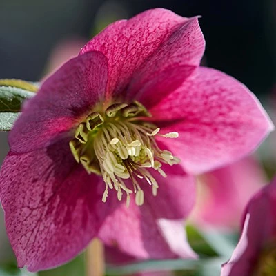 Helleborus orientalis 'ViV Fiorentina'