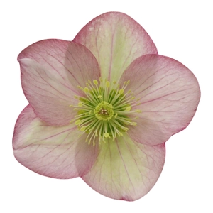 Helleborus 'ViV Jamina'