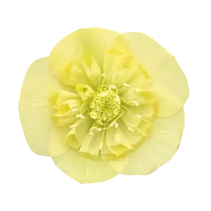 Helleborus 'ViV Lucrezia'