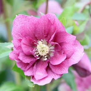 Helleborus orientalis 'ViV Nova'