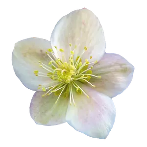 Helleborus 'ViV Olivia'