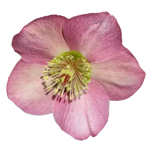 Helleborus 'ViV Paula'