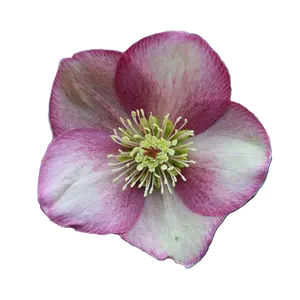Helleborus 'ViV Rosanna'