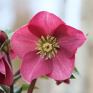 Helleborus 'ViV Scarletta'