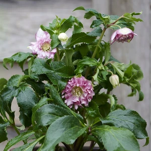 Helleborus orientalis 'ViV Stefania'