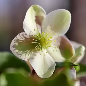 Helleborus x ericsmithii 'ViV® Valeria' - Picture Credit - Microflor