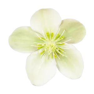 Helleborus 'ViV Valeria'
